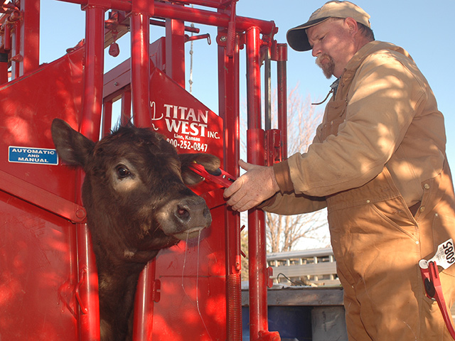 Keep anaplasmosis levels down by controlling biting flies and ticks, and using clean needles and equipment when working cattle. (DTN/Progressive Farmer photo by Jim Patrico)
