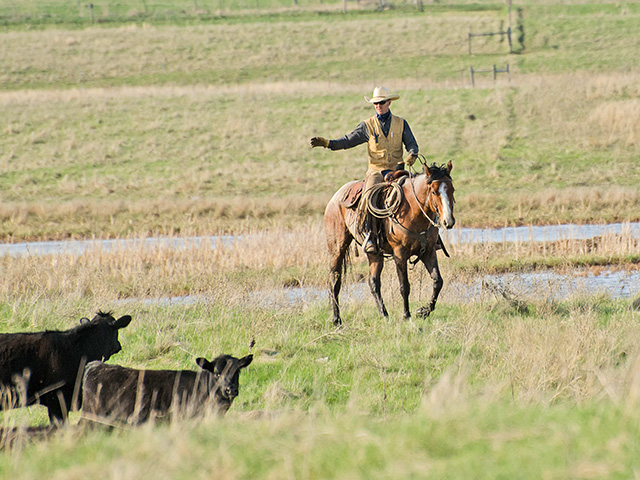 Conservation plus cattle help preserve this stopover for migrating waterfowl in South Dakota&#039;s Prairie Pothole Region. (DTN/Progressive Farmer photo by Martha Mintz)