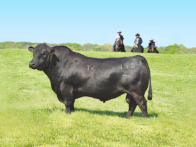 Building bulls that thrive in the environment is Priority 1 at Town Creek Farm. (Photo courtesy Town Creek Farm)