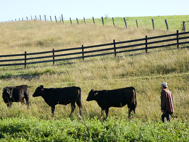 Insurance should be a good fit for livestock operations looking for risk management tools.(Progressive Farmer/DTN image by Joe Link)