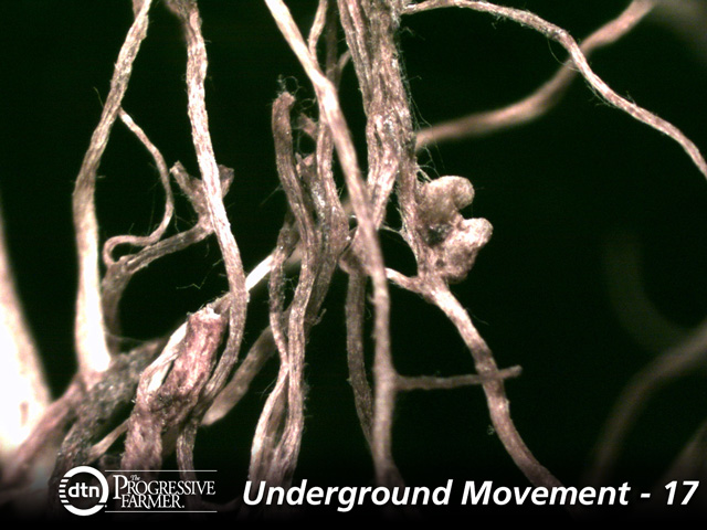 Clover roots with nodules formed by nitrogen-fixing bacteria show companion fungi mycelium (hairlike structures) surrounding the nodules. (Photo courtesy of Kristine Nichols, Rodale Institute)