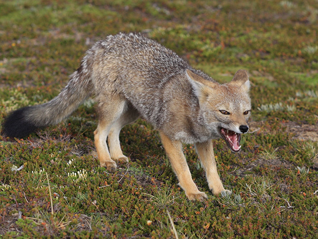 Canines are hosts for a protozoan, Neospora, which they shed in manure potentially contaminating pastures, water and feed. (DTN/Progressive Farmer photo by Kieran Gartlan)