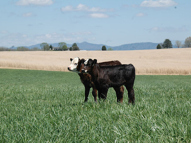 A new rule being considered by the USDA would negatively impact market opportunities for cattle producers if it's allowed to move forward in its current form. (DTN/Progressive Farmer photo by Becky Mills)