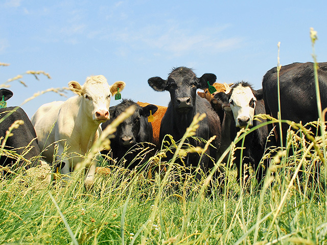 One ill-timed nitrogen application can increase toxins in tall fescue, setting back herd health and reproduction. (DTN/Progressive Farmer photo by Mark Parker)