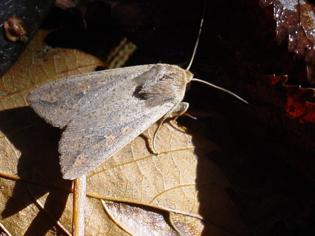 True armyworm moths are moving north in large numbers after a mild winter encouraged their overwintering survival in the Midsouth and even Midwest. (Photo courtesy Luis Miguel Bugallo Sanchez)