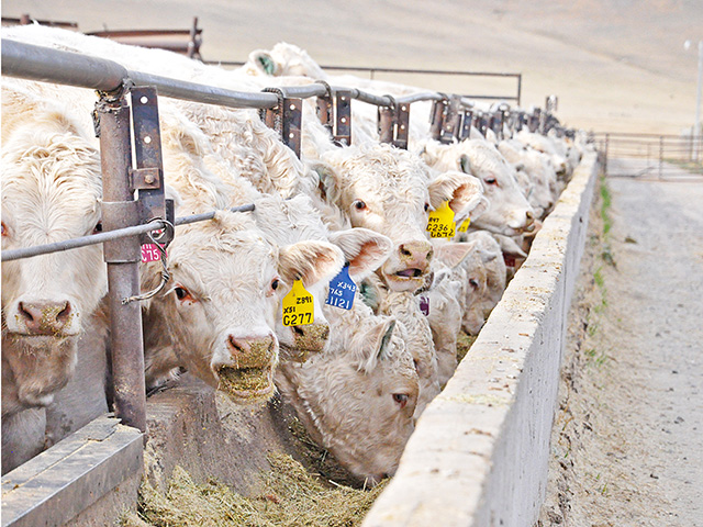 Breakevens for feedlots have corrected themselves, setting the table for significant profit potential.(DTN/Progressive Farmer photo by Chris Clayton)