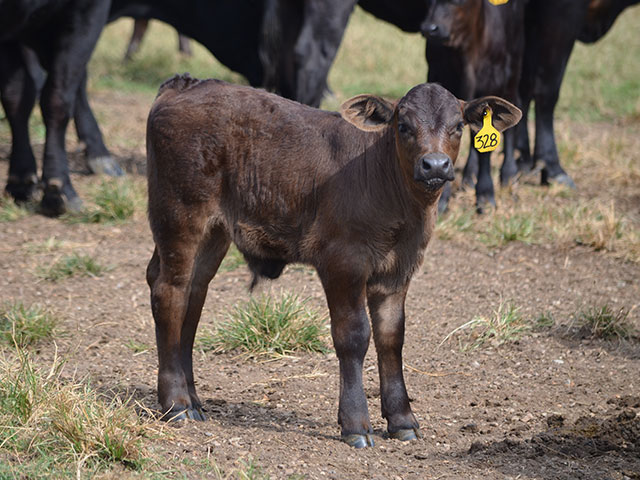 Tetanus vaccine should ideally be given and boosted a few weeks ahead of banding. (DTN/Progressive Farmer photo by Dan Miller)