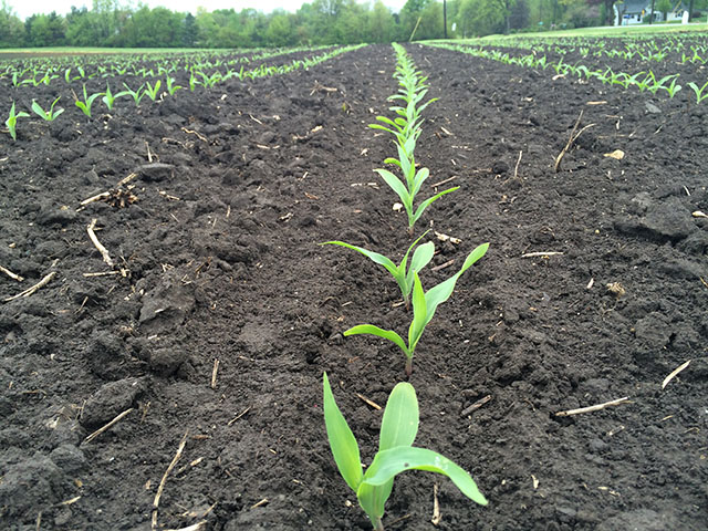 Almost all the corn in this central Illinois corn field emerged the same day and that leads to a more uniform stand and higher yield. (DTN photo by Pam Smith)