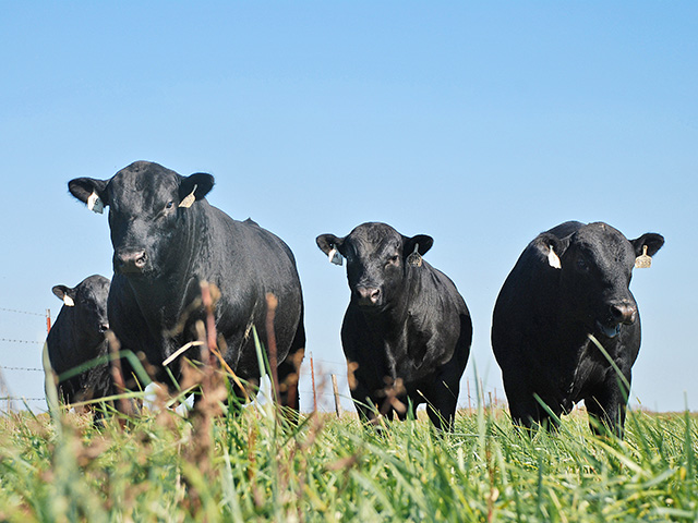 Founder, or an infection in the claw, can resemble a case of corkscrew claw. If concerned, a complete exam is in order, as corkscrew claw is a condition that can be passed down into the herd.(DTN/Progressive Farmer photo by Mark Parker)