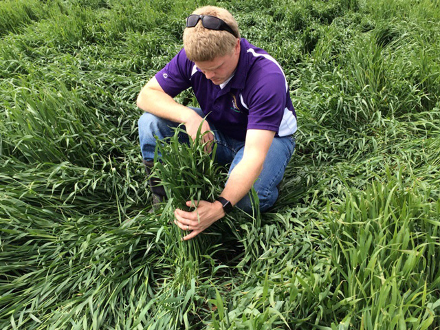 Bryson Haverkamp, Kansas Wheat Alliance, examines the crop near Morland, Kansas. (DTN photo by Pamela Smith)