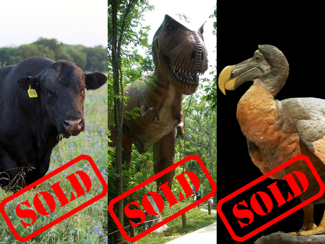 How much longer can the spending spree for cloned dinosaurs and market-ready cattle last? (Dronte dodo Raphus cucullatus by Jebulon, public domain; T-Rex by mcdlttx, CC BY 2.0; DTN photo illustration by Nick Scalise)