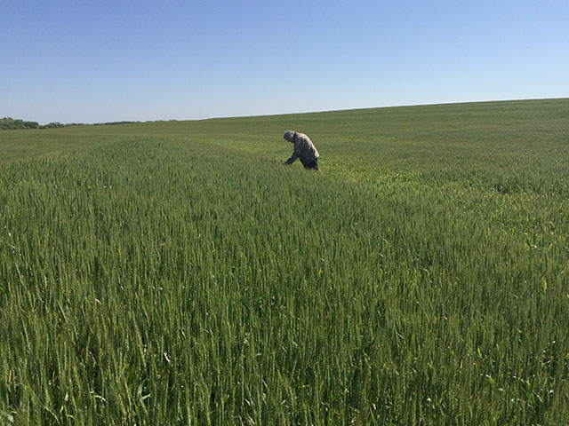 Wheat scout Terry Selleck, Bay State Milling, examines a decent stand of wheat on a terraced field in central Kansas. (DTN photo by Pamela Smith)