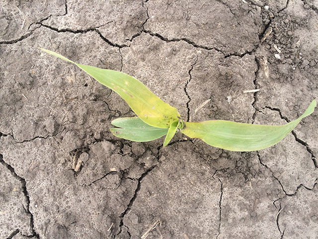 Yellow corn suffering from cold, cloudy and wet conditions could see some much-needed heat and sunshine in the Midwest this coming week. (DTN photo by Pamela Smith) 