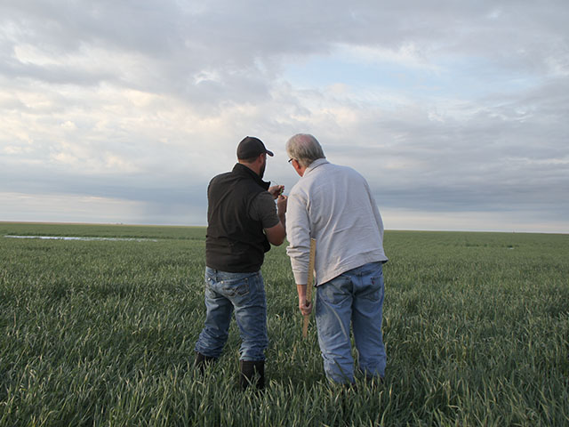 The snow cover is gone, but growers are still assessing how the western Plains of Kansas will come out of the weather challenges that have beset them. (DTN photo by Pamela Smith)