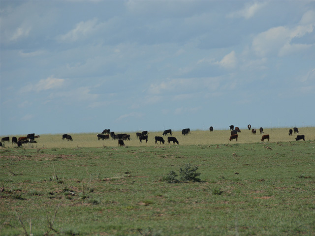 Cattle graze in mid-May on rangeland hit by wildfires that spread March 6 north of Englewood, Kansas. Extension educators from Kansas and Oklahoma counties that saw wildfires in previous years say moisture is the key to grassland recovery. (DTN photo by Russ Quinn)