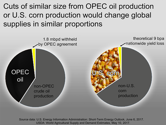 A 9-bushel-per-acre drop in the nationwide corn yield projection certainly sounds like something that could spark a rally in corn prices -- similar to the one crude oil experienced after OPEC announced its cuts. (Chart by Elaine Kub)