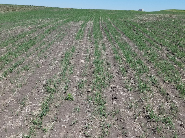 Later-seeded spring wheat is showing signs of drought stress in south-central North Dakota. (Photo courtesy of Mark Rohrich, Rohrich Farms Ashley, North Dakota)
