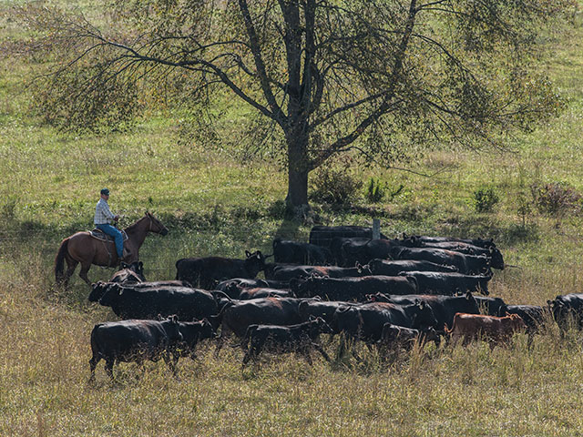 Ionophores are a good back-up strategy to improve daily gain when forages are stressed.(DTN/Progressive Farmer photo by Becky Mills)