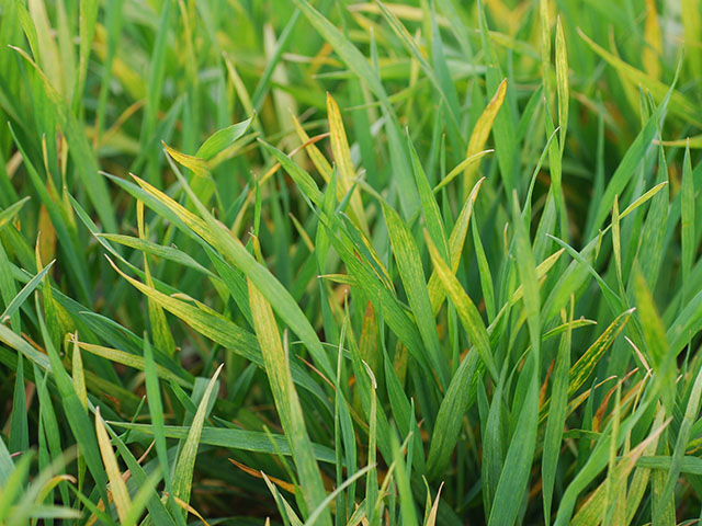 Wheat streak mosaic virus was a common sight in the Great Plains wheat crop this year, thanks to plentiful volunteer wheat left standing in the summer of 2016. (Photo courtesy Kansas State University)