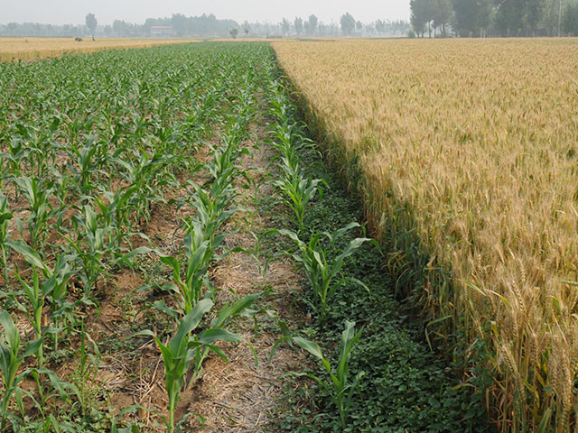 There are broad disagreements about just how much corn will be grown in China this year, based on differences in USDA, the Chinese Ag Ministry and private estimates. (Photo by Lin Tan)