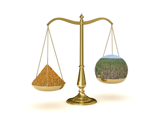 Though the scale of the corn market seems weighted toward old-crop, the tipping point toward new-crop is within sight. (DTN illustration by Nick Scalise)
