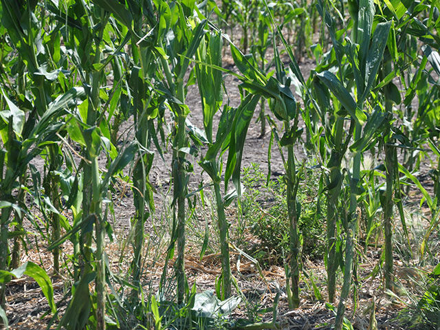 As one could expect, the drought in the Dakotas has not been kind to crops in the area. This photo was taken along Highway 281 in South Dakota on July 18. (DTN photo by Chris Clayton)