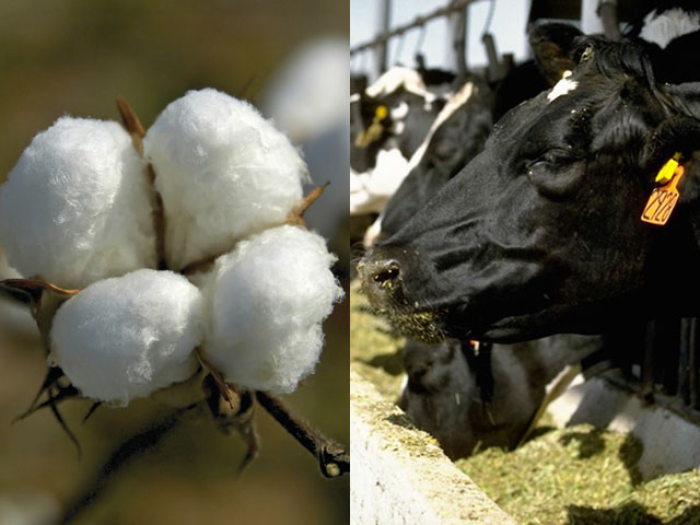 After long political battles, the Senate may finally have an answer to aid both cotton and dairy farmers. 