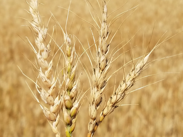 Drought-damaged wheat heads like these in Logan County, North Dakota, were a common sight on the three-day Hard Spring Wheat and Durum Tour this year. (Photo courtesy Kevin Ernst of Chiodo Commodities)