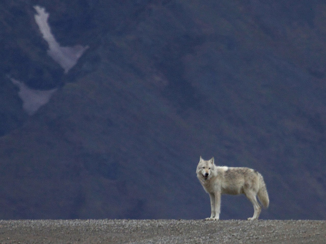 A federal court ruled the gray wolf should be protected by the Endangered Species Act. (Photo courtesy of Gregory (Slobirdr) Smith; CC BY-SA 2.0) 