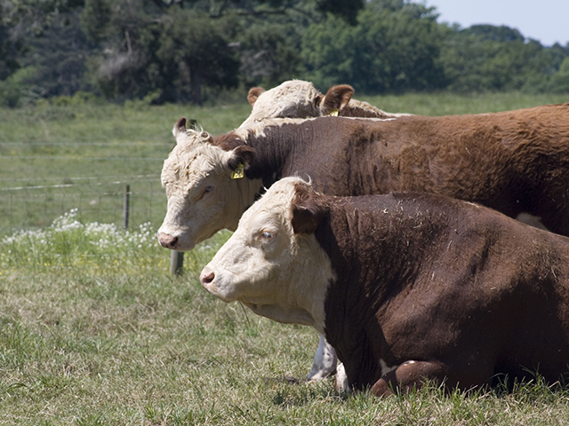 Be a picky "buyer" when choosing a bull, even if that bull is coming from your own herd.(DTN/Progressive Farmer photo by Clair Vath)