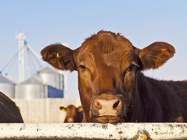 A strong turnover rate at feedlots has helped hold up the beef market this year. (Progressive Farmer photo by Sam Wirzba)
