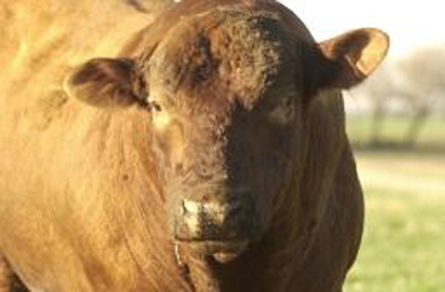 Protect your herd from disease by running through this checklist. (DTN/Progressive Farmer photo by Jim Patrico)