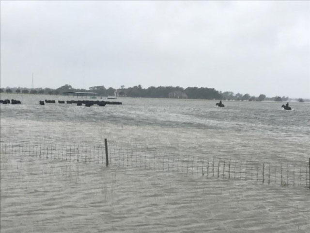 Texas cattle producers try moving cattle to higher ground on Mike Doguet&#039;s Diamond D Ranch near Nome, Texas. (Photo courtesy of Chuck Kiker) 