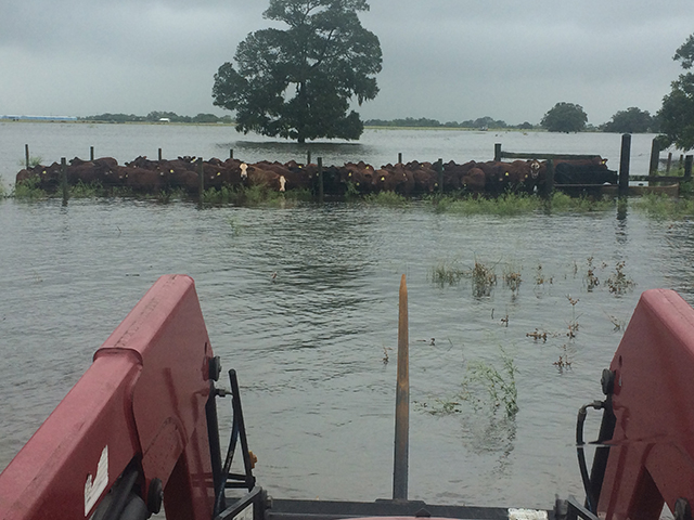 One Bay City, Texas, cattleman said their livestock losses have been zero, but some areas are under as much as 20 feet of water and long-term damage is unknown at this point. (Photo courtesy of Gene Kubecka)