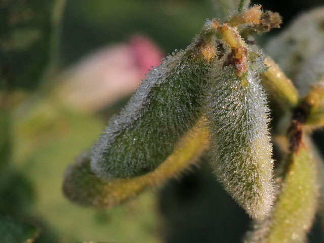 Heavy morning dew was more welcome than any early frost on these Nebraska soybeans on Sept. 3 (DTN photo by Elaine Shein)