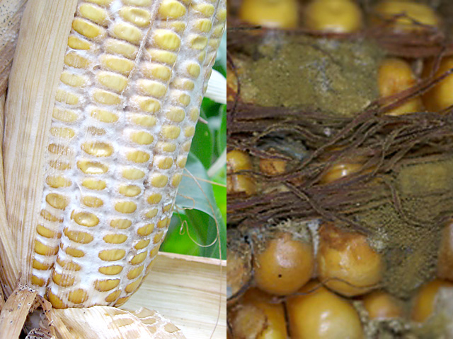 From the common Diplodia (left) to the more dangerous Aspergillus (right), ear molds are starting to surface across the country and require scouting. (Photos courtesy Alison Robertson of Iowa State University) 