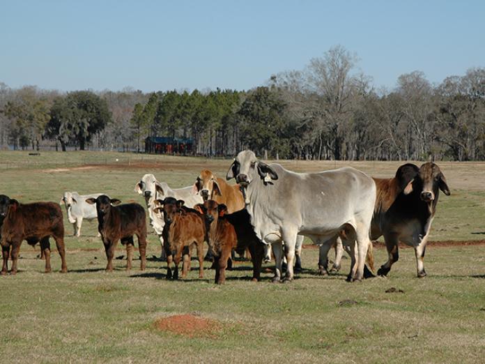 Parasitologist Lets Cattle Deworm Themselves