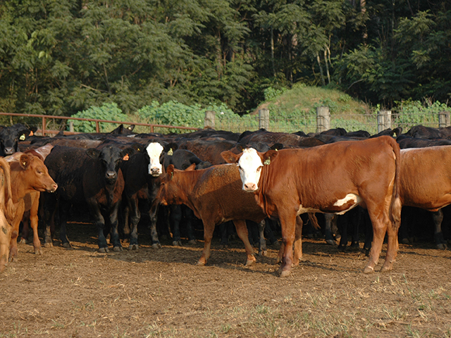 A skin biopsy is the only way to get a definitive reason for hair loss in the herd, but most likely it&#039;s caused by something more common than you&#039;d think. (Progressive Farmer photo by Becky Mills)