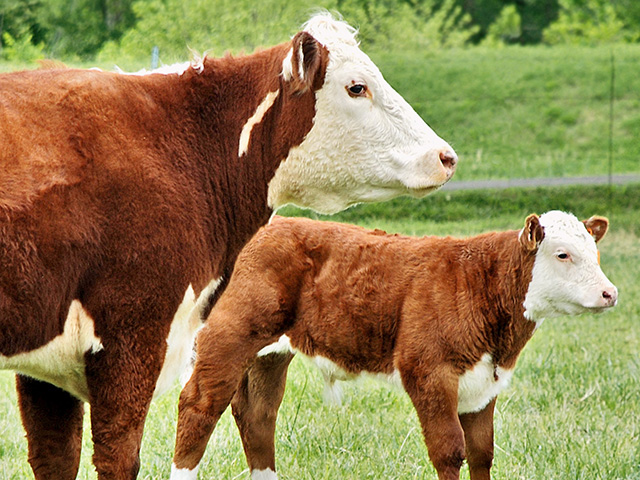 White-faced cows may have more instances of cancer eye. (DTN/Progressive Farmer photo by Claire Vath)