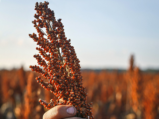 New studies are focused on taking current 62-bushel-per-acre sorghum yields to 100-bushel territory. (DTN/Progressive Farmer photo by Lance Murphey)