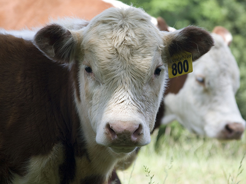 Close monitoring and treatment are called for in a calf with naval ill. (DTN/Progressive Farmer image by Claire Vath)