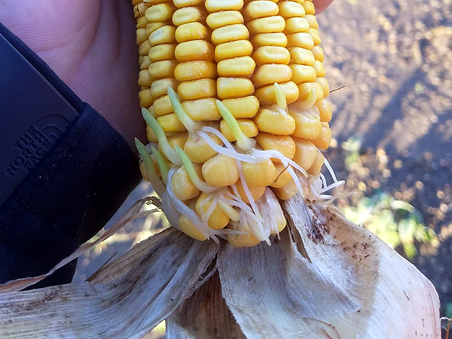 Hastings, Nebraska, farmer Randy Uhrmacher has found kernel sprouting in one of his Adams County cornfields. He posted this photo of a sprouting ear of corn on Twitter. (Photo courtesy of Randy Uhrmacher)