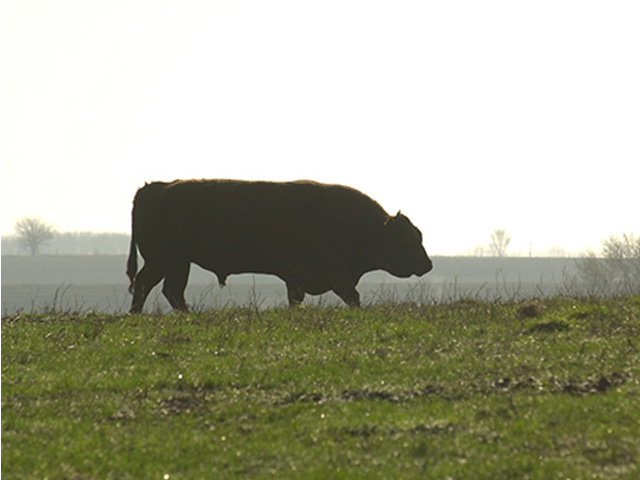 Gossypol in whole cottonseed can negatively affect some non-ruminant animals, including horses. And in some cases, it may affect bull fertility. (DTN/Progressive Farmer photo by Jim Patrico)