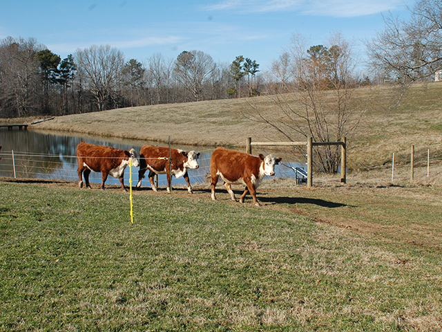 As cattle move between pastures this fall, keep an eye out for forages that develop prussic acid after a frost. (DTN/Progressive Farmer photo by Becky Mills)