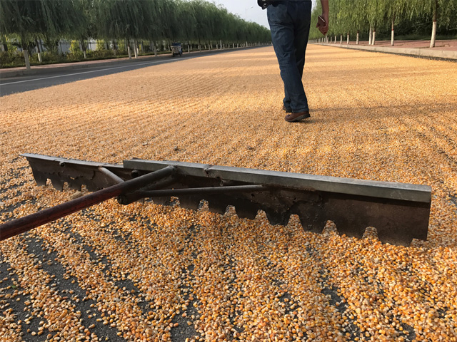 Many farmers in the Hebei province in China dry corn on the street after harvest. Picture taken in Hejian County, Hebei Province, 150 miles south of Beijing. (DTN photo by Lin Tan)