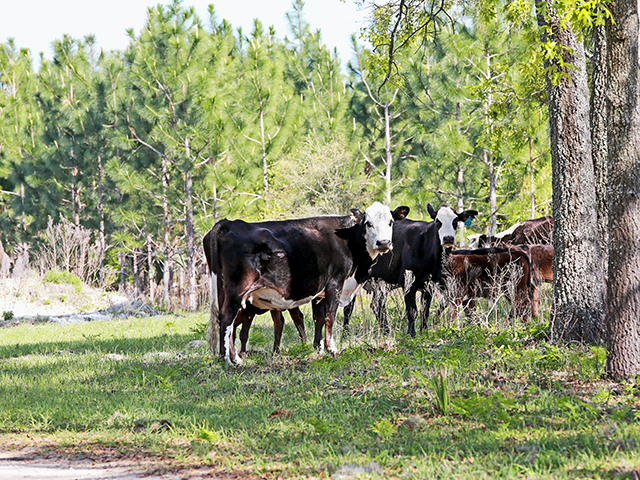 Thanks to advice from his consulting forester Ralph Jowett (left), Scott Stephens lets his cows and calves graze under the pines on wire grass. He sells his coastal bermudagrass hay to horse owners. (DTN/Progressive Farmer photo by Karl Wolfshohl)