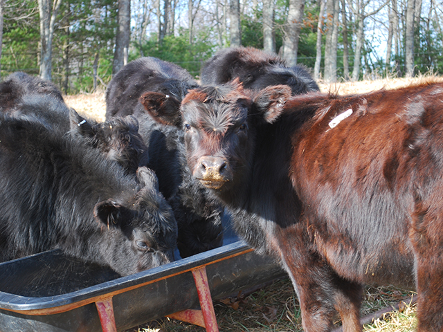 A new way to value feeder calves, aims at bringing more premiums to Angus-based herds.(DTN/Progressive Farmer photo by Boyd Kidwell)
