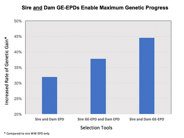 The estimated impact of GE-EPDs on genetic gain for weaning weight is 35% greater improvement, compared to just EPDs, when genotyping both bulls and seedstock replacement heifers. (Graphic courtesy Dr. Jim Gibb, Neogen GeneSeek Operations)