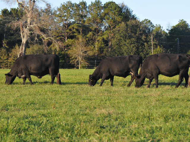 Fewer large animal veterinarians, and new guidelines for antibiotic use, mean it may be time to rethink treatment for common herd problems. (DTN/Progressive Farmer photo by Becky Mills)