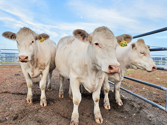 Reproductive tract scores can help producers improve timing of estrus synchronization and artificial insemination programs.(DTN/Progressive Farmer photo by Victoria G. Myers)